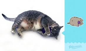 Facebook Sticker I Taklit Eden Kediden 13 Sevimli Fotograf Kediler Ve Yavrulari Kedi Komik Kedi Resimleri
