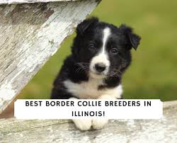 Petland florida has top quality puppies from the top 2% usda breeders available for purchase. 5 Best Border Collie Breeders In Illinois 2021 We Love Doodles