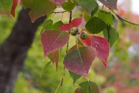 Alabama's warm climate makes it an excellent habi. Alabama S Worst Invasive Species The Nature Conservancy