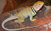 Black And White Lizard Arizona Eastern Collared Lizard Crotaphytus Collaris Arizona Reptiles Animals Beautiful Desert Animals