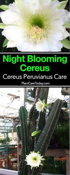 How to propagate cereus peruvianus 'peruvian apple cactus' using seeds. Cereus Peruvianus Night Blooming Cereus Peruvian Apple Plants Cactus Cacti And Succulents