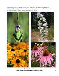 Wildflowers are a great option for summer gardens. Native Indiana Wildflowers Biology Geography And Research Project