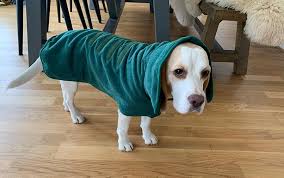 Check spelling or type a new query. Beagles 101 A Comprehensive Guide To The Beagle Dog Breed