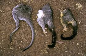 They prefer live prey but will scavenge for carrion (dead animal remains). Hooray Moreland Cc S Feral Cat Trap Neuter Release Proposal Scrapped Pia Lentini