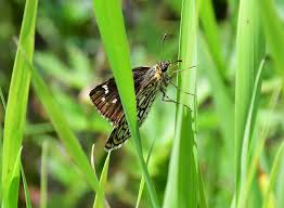 Image result for Heteropterus morpheus