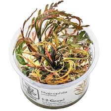 Image result for Hygrophila hippuroides