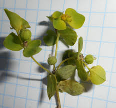 Image result for Euphorbia baylissii