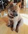 Chusky – Is The Chow Chow Husky Mix Your Ideal New Pet?