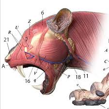 Tiger Anatomy Chart Anatomi