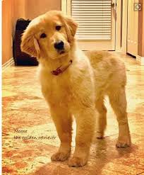 Golden Retriever Noble Loyal Companions Golden Retriever Retriever Ev Kopekleri