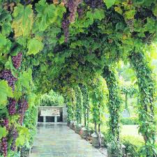 Grape vine flowers for sale. Indoor Outdoor Grow Your Own 4 X Grape Vine Collection