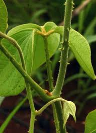 Image result for Dioscorea dumetorum