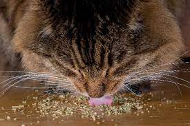 It S No Secret That Cats Love Catnip But Can Cats Eat Catnip And Are There Any Guidelines And Do S And Don Ts To Keep Cat Plants Cat Safe Plants Angora Cats