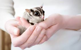 Sugar Glider Behavior What Is Your Glider Expressing Owner S Guide Thepetsavvy Com