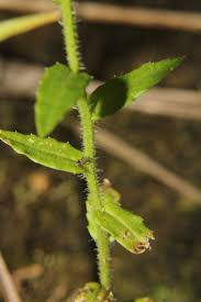 Image result for Wahlenbergia erecta