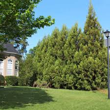 Image result for Cryptomeria