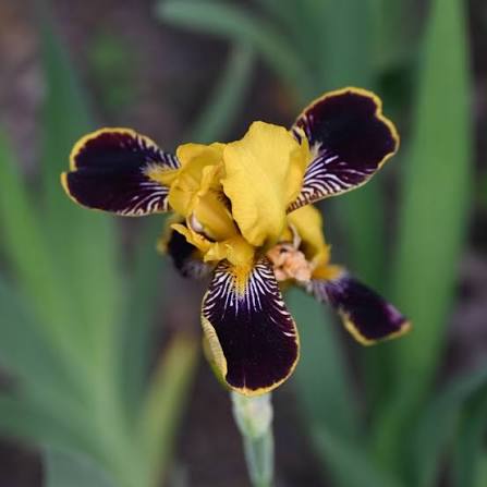 Miniature Tall Bearded Iris | Exline Iris Garden