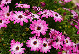 Pruning stimulates tender new growth that will damage easily when the first frosts arrive. Osteospermum African Daisy Growing Guide Squire S Garden Centres
