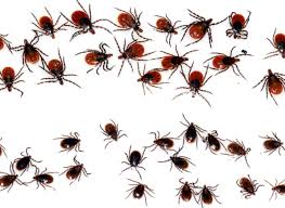 The Confounding Geography Of Lyme Disease In The U.S. | WisContext