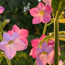 Check the seedbed daily and mist as needed to keep it moist until they germinate in 14 to 28. Plant To Know Nicotiana Alata The Impatient Gardener