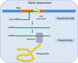 Genetic Transcription An Overview Sciencedirect Topics