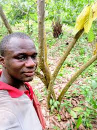 Cocoa Harvesting and Farming Techniques in Rainy Weather
