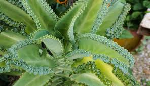 Kalanchoe Kalanchoe Propiedades Como Cuidar Las Plantas Cuidado De Plantas