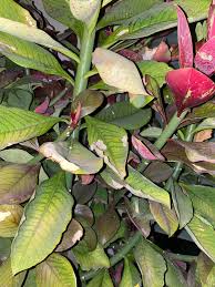 Image result for Synadenium