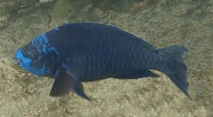 Its teeth are fused to form a beak for scraping at the coral and uses. Midnight Parrotfish Mexico Fish Birds Crabs Marine Life Shells And Terrestrial Life