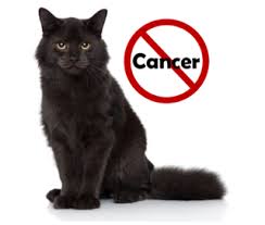 Incubation in the cat is generally less than in the dog and is half of all tumors are malignant and unfortunately, half to 75% of them will kill the dog by recurrence or spreading (metastasizing) to the lungs within one. The Strange Link Between Pet Ownership And Cancer In Women Psychology Today