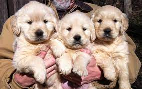 All puppies in the damon/tris litter are spoken for. Golden Retriever Puppy For Sale In Jasper Ga Adn 22447 On Puppyfinder Com Gender Male Age 6 Weeks Golden Retriever Golden Retriever Puppy Puppies For Sale
