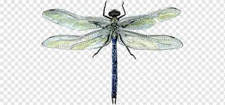 This is a stunning tattoo design because of the detail involved. Dragonfly Drawing Watercolor Painting Dragonfly Pencil Insects Color Png Pngwing