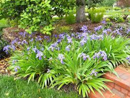 Wide, white flowers with a yellow crest on each fall. Japanese Roof Iris Day Lilies And Hostas Daylily Garden Garden On A Hill