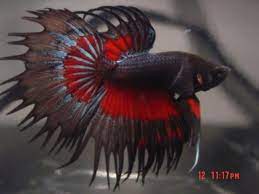 The crowntail was founded 1997 in west jakarta, slipi, indonesia. Betta Fish Multicolor Crowntail Betta Fish Betta Pet Fish