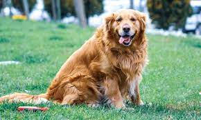 How Long Do Golden Retrievers Live Your Golden Retriever Lifespan Guide