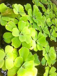 They can, however, sometimes be detrimental to the health of plants dwelling on the bottom of your tank. Aquatic Plant Floating Plants In A Pond Aquatic Plants And Flowers Stock Photo Image Of Duckweed Flowers 125683694