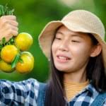 Young Farmer Women Asian Girl Holding Orange Hands Farm Agriculture — Stock  Photo © ShutterDin #510482294