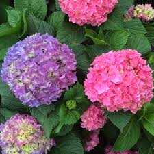Growing hydrangeas, pruning hydrangeas, change hydrangea flower colors, and hydrangea varieties. Hydrangea Lets Dance Rhythmic Blue Buy Hydrangea Big Leaf Shrubs Online