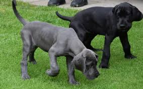 Jeff, being the visionary of the business, is a true kid at heart. Nutritional Requirements Of Large And Giant Breed Puppies Vca Animal Hospital