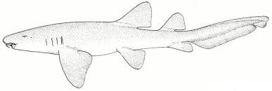 Pics For Nurse Shark Drawing Shark Drawing Nurse Shark Drawings