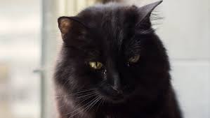 Cats are so susceptible to eye irritants, in fact, that they have a third eyelid to help protect their eyes. Do Cats Cry Why Are There Tears In My Cat S Eyes Cattime