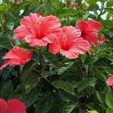 We did not find results for: Hibiscus And Frost Charlottesville Solutions
