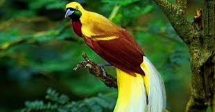 10 Contoh Fauna Tipe Australis Limakilo