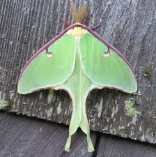 Mawson lakes company codan has offloaded its mining technology division to industry giant caterpillar to sharpen its focus on its booming communications and metal detection businesses. Luna Moth Wikipedia