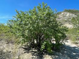 Image result for Jatropha campestris