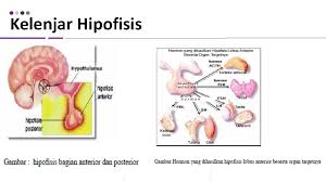 Adenohipofisi atau hipofisis anterior tersusun atas banyak jaringan epitel kelenjar. Sistem Endokrin Faik Agiwahyuanto Apa Yg Dipelajari 1