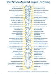 Spinal Nerve Chart Medicine Cabinets Spine Health