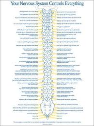 spinal nerve chart medicine cabinets spine health