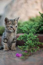 Nach etwa 12 wochen ist die sozialisierung weitgehend abgeschlossen. Katzenjunges Wikipedia
