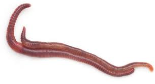 The dragon is heavily based on chinese mythology to coincide with a new chinese mermaid on the show. How To Boost Your Red Worm Reproduction Rate